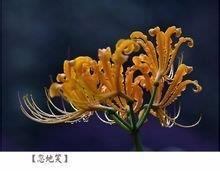材德兼备