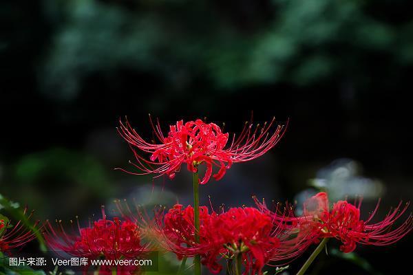 含明隐迹