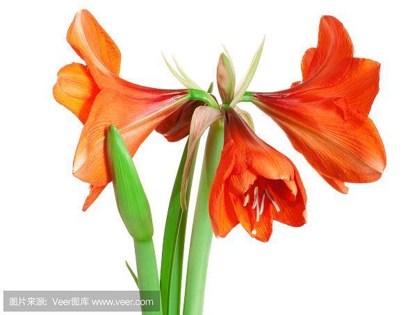 仗节死义