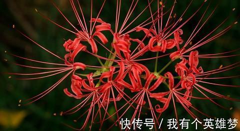 争荣夸耀