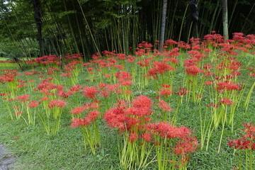 引针拾芥