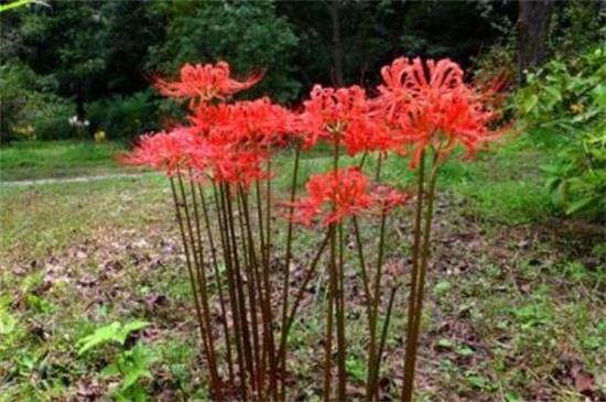 分星劈两