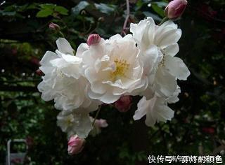 关于告白的优美句子