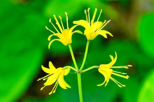 错节盘根