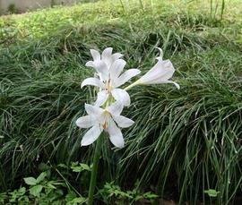 蛇口蜂针