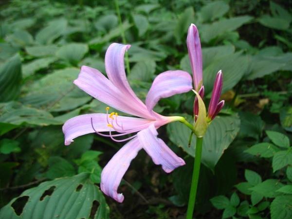 掇青拾紫