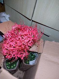 虚文浮礼