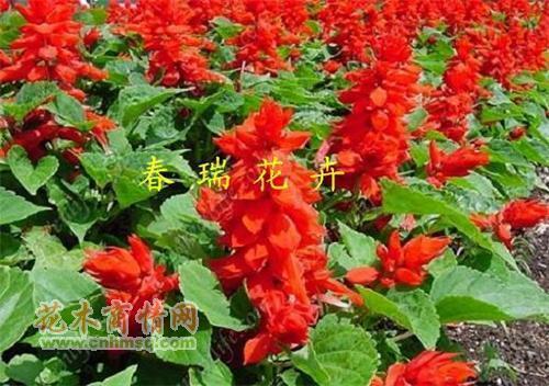 饥附饱扬