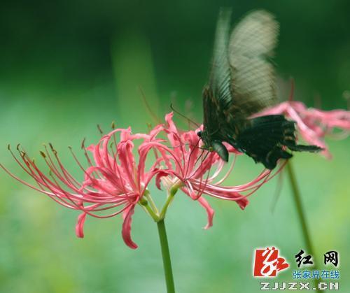 形容男人有魅力得英文句子
