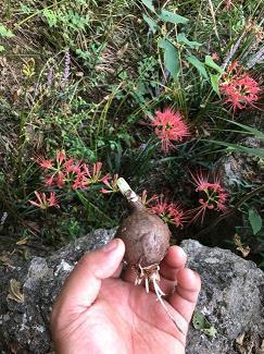 何所不为