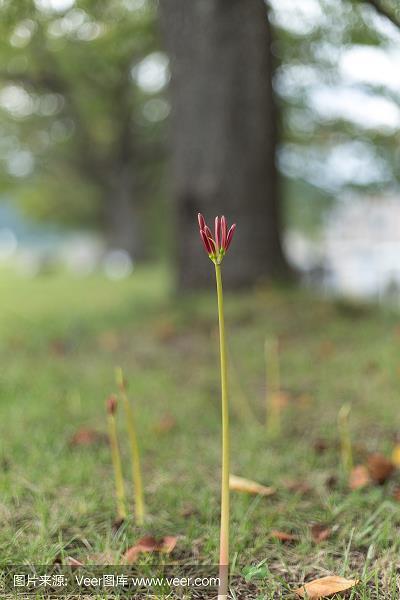 相沿成俗
