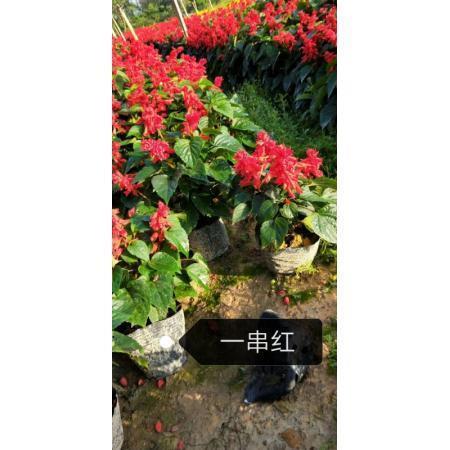 应时而生