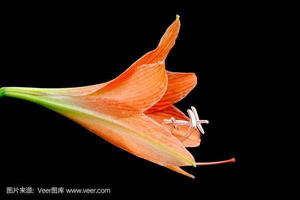 赤胆忠心