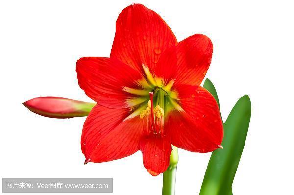 清丽俊逸