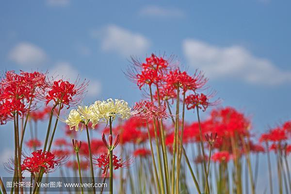 温情脉脉