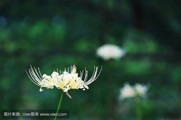 跋胡疐尾