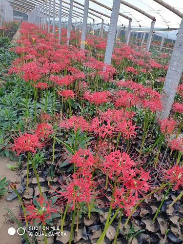 根深枝茂