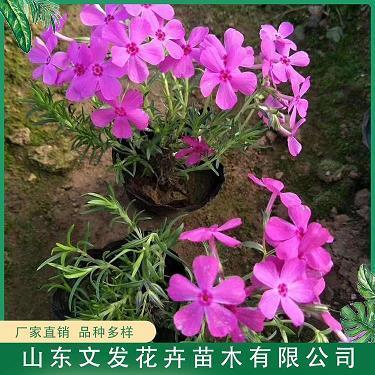 满面含春