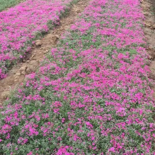 时隐时现