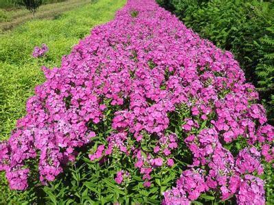 竹苞松茂