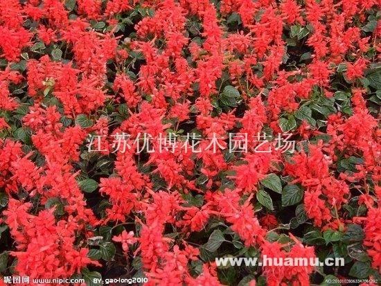 汹涌淜湃