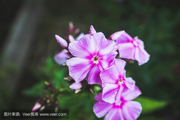 望风扑影
