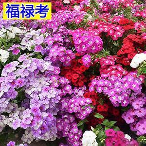 春意阑珊
