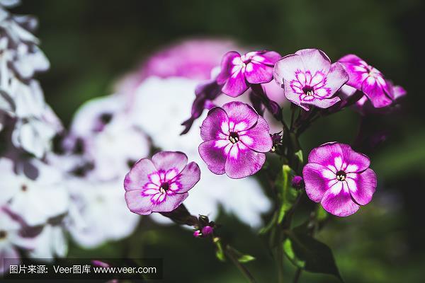 栉风沐雨