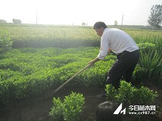 较若画一