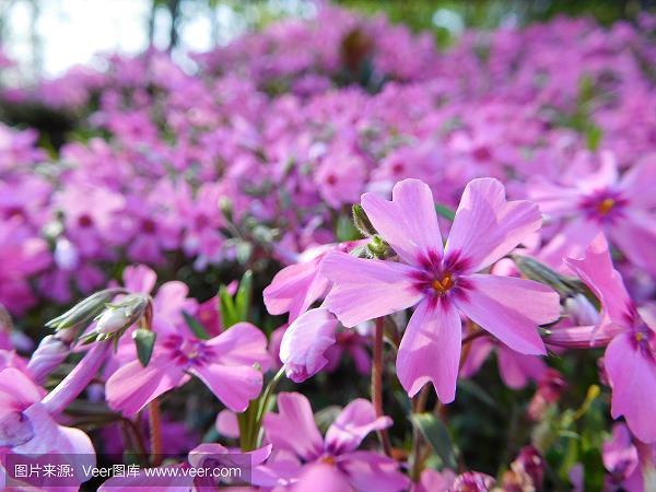 杖节把钺