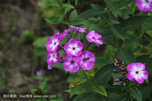 掩恶扬美