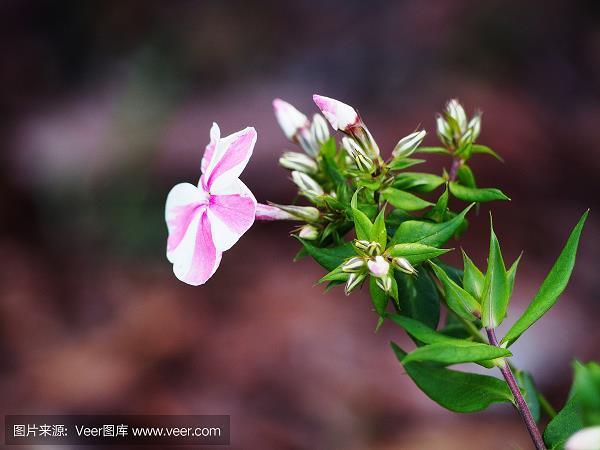 捉奸见双，捉贼见赃