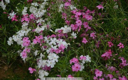 花辰月夕
