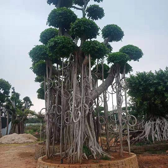鸾翱凤翥
