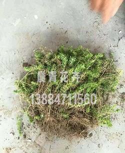 汗出洽背