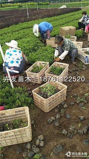 分星拨两
