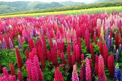抖音里很潮又短的生日祝福句子37句