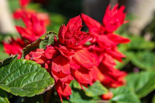 花言巧语