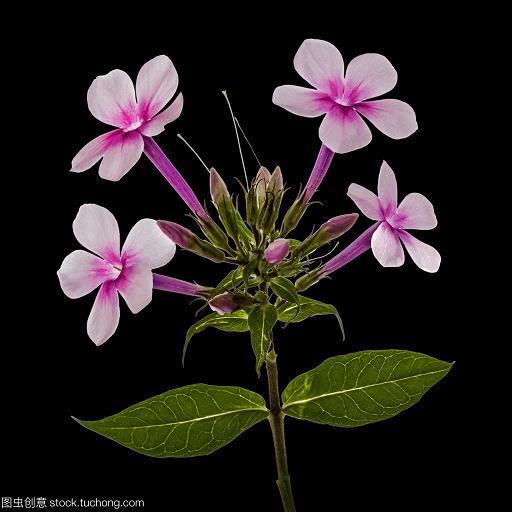 东扯葫芦西扯瓢
