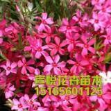 持禄取容