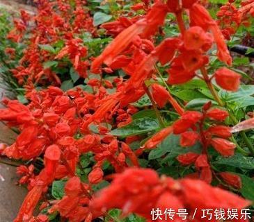 半饥半饱