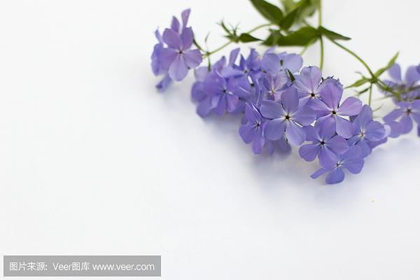 寄人门下