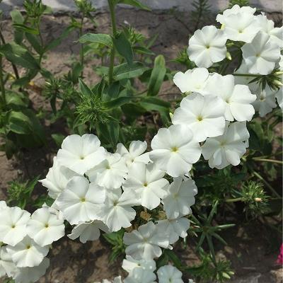 以水投石