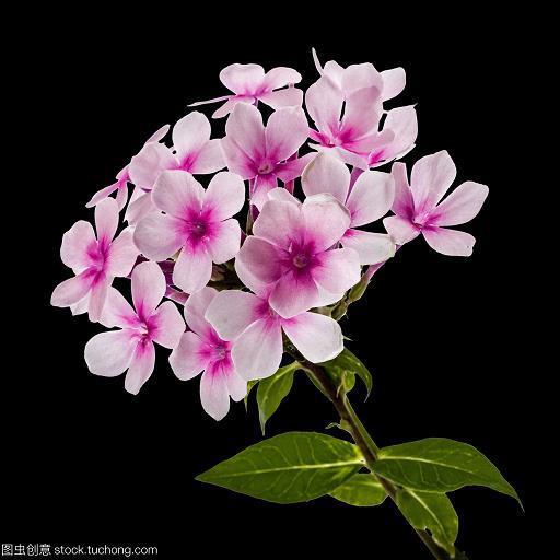 鸡毛蒜皮