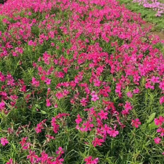 朝督暮责