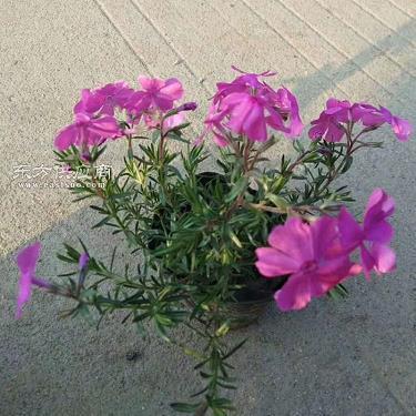 蜀鄙二僧