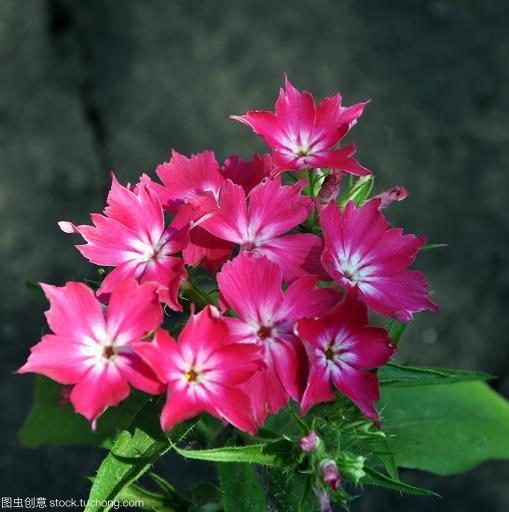 莫展一筹