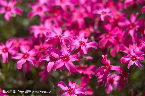 狮威胜虎