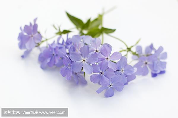 举例发凡