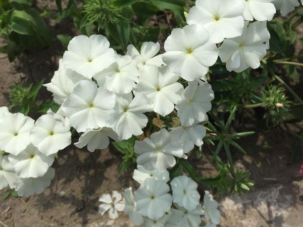 模棱两端
